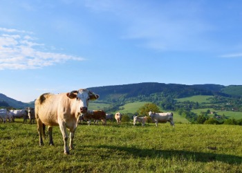 MEAT AND POULTRY RUSSIA - MAP Russia 2020