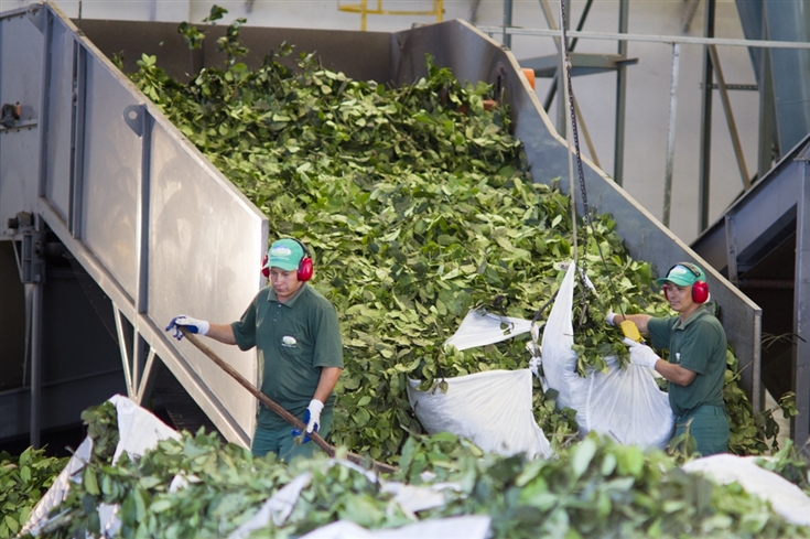 #BeSustainable: a Triunfo do Brasil apostou em um produto orgânico e hoje exporta para mais de dez países