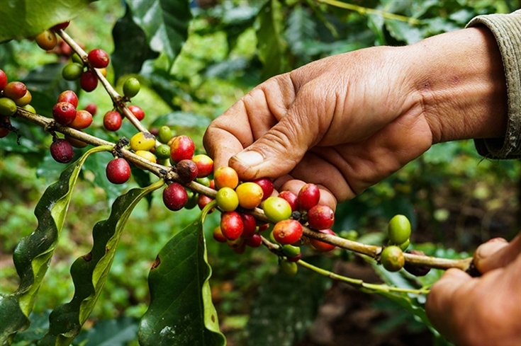 #BeSustainable: mais do que produzir um dos melhores cafés do mundo, a fazenda Camocim virou modelo de cultura orgânica e biodinâmica