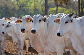ABIEC ANUNCIA NOVO RECORDE DE EXPORTAÇÕES DE CARNE BOVINA