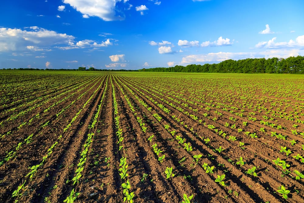 O setor agrícola europeu na crise do coronavírus