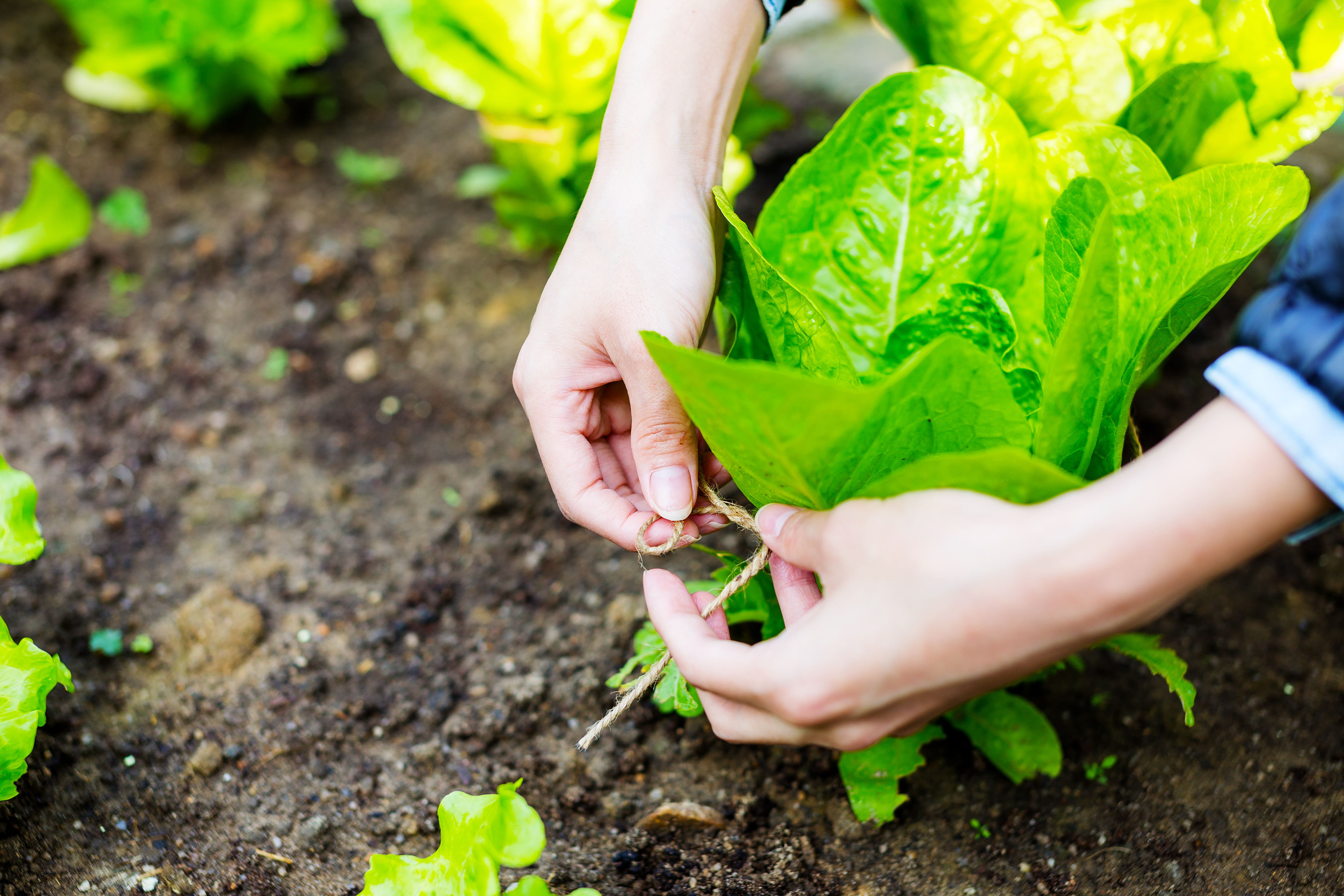 Rumos da Política Agrícola europeia e os planos de sustentabilidade no setor